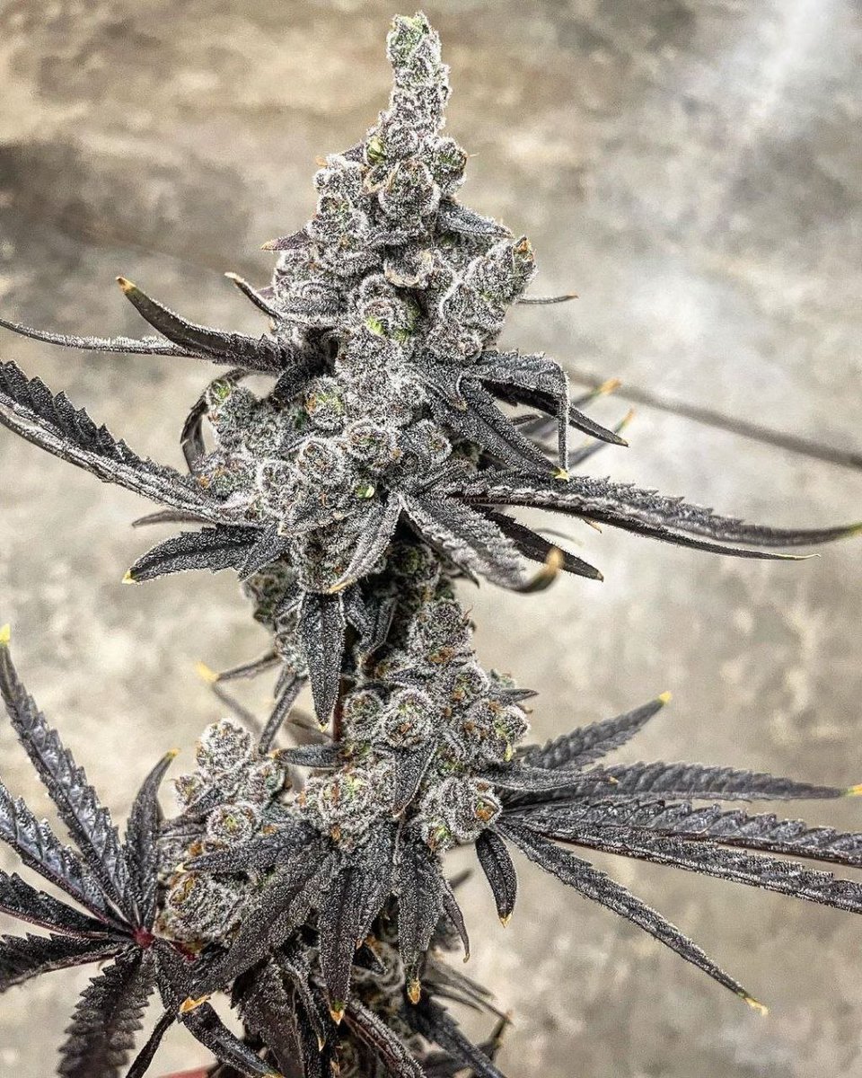 TropicZoda drops today with the a few other ZoDa hybrids. She is dripping with Insane gummy bear, sour patch watermelon fizzy soda candy funk. Very Fast flowering sometimes under 8 weeks, overall very fun and wonderful plant to grow.