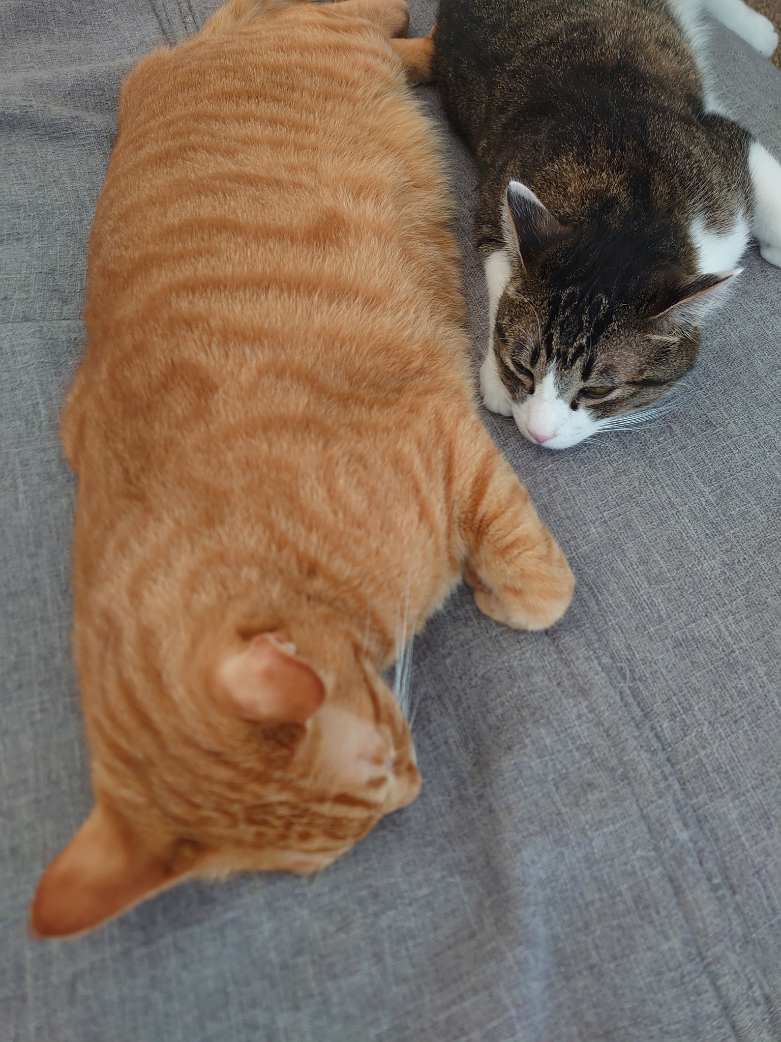 猫のいる暮らし on X: 