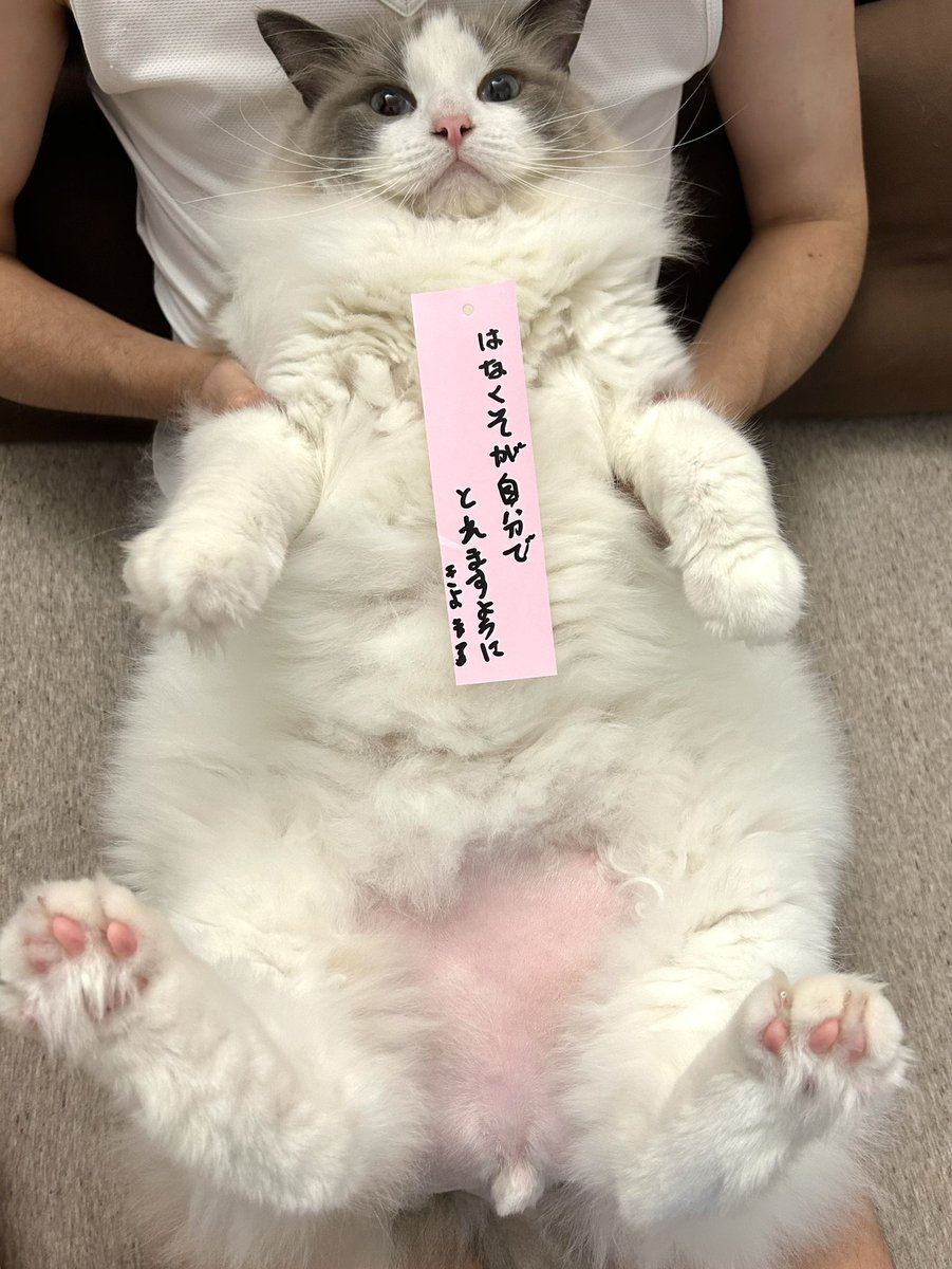 七夕のお願いです🎋

#ねこ #猫 #cat
