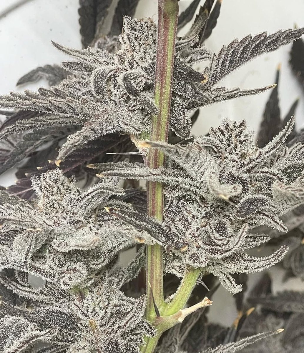 Peach Dior Hash producing queen (Garanimals x Magnolia Pie)
