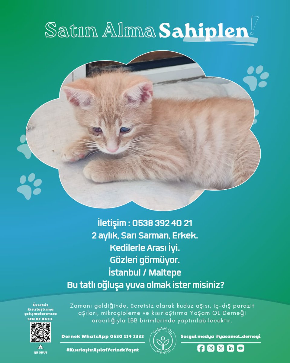 yasamol_dernegi's tweet photo. Şimdi sahip çıkmanın tam zamanı!
Hepsi de bir avuç mamayla doyup kocaman sevgilerini sunacaklar. 🐾
#KısırlaştırAsilatYerindeYasat
#yasamol #satinalmasahiplen #acilyuva https://t.co/0cKxJN0pvy