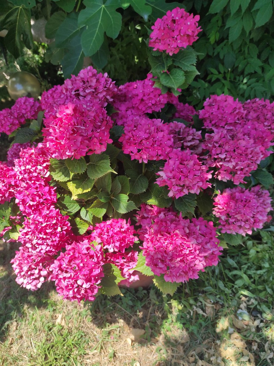 gianni_runco's tweet photo. Non abbiamo un pianeta di riserva. Il nostro compito è quello di prenderci cura dela Terra. #savetheplanet #greenplanet #fiori #piante #pianteofficinali #pianteefiori #giardino #veganworld  #savetheearth #green #vegan #govegan #climatechange #climatecrisis #API #insetti #bombi https://t.co/8hzpqotXnQ