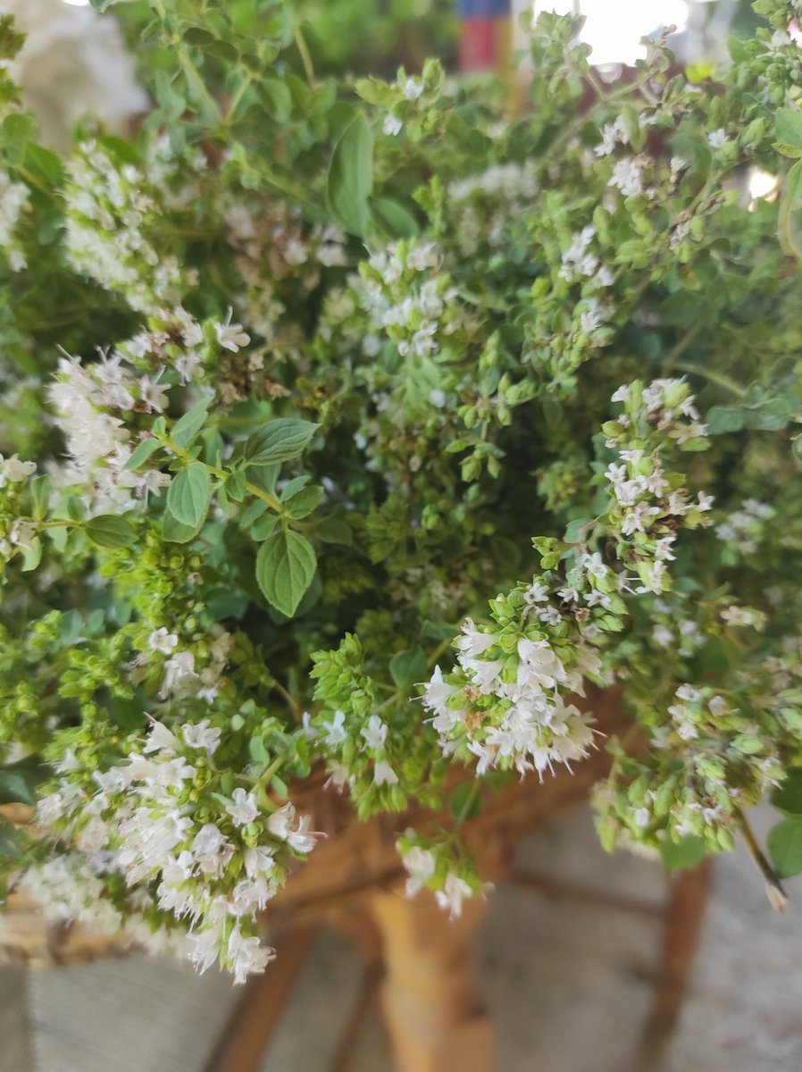 gianni_runco's tweet photo. Non abbiamo un pianeta di riserva. Il nostro compito è quello di prenderci cura dela Terra. #savetheplanet #greenplanet #fiori #piante #pianteofficinali #pianteefiori #giardino #veganworld  #savetheearth #green #vegan #govegan #climatechange #climatecrisis #API #insetti #bombi https://t.co/8hzpqotXnQ