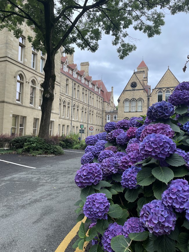 Some flower therapy for Monday 🩵