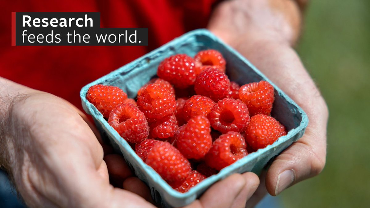 Cornell’s berry breeding program, the oldest in the U.S., has released 100 varieties since 1898. Learn how Cornell research is making an impact. Cornell.edu/Research