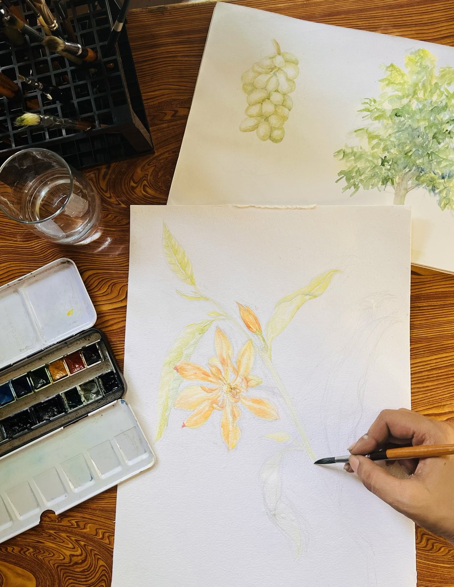 Champak Tree (Magnolia champaca) is a gem of evergreen forests, celebrated for its stunning, aromatic flowers, used extensively in the perfume industry.

Watercolours on paper

#botanicalart #watercolour #indiaves #treesofindia
