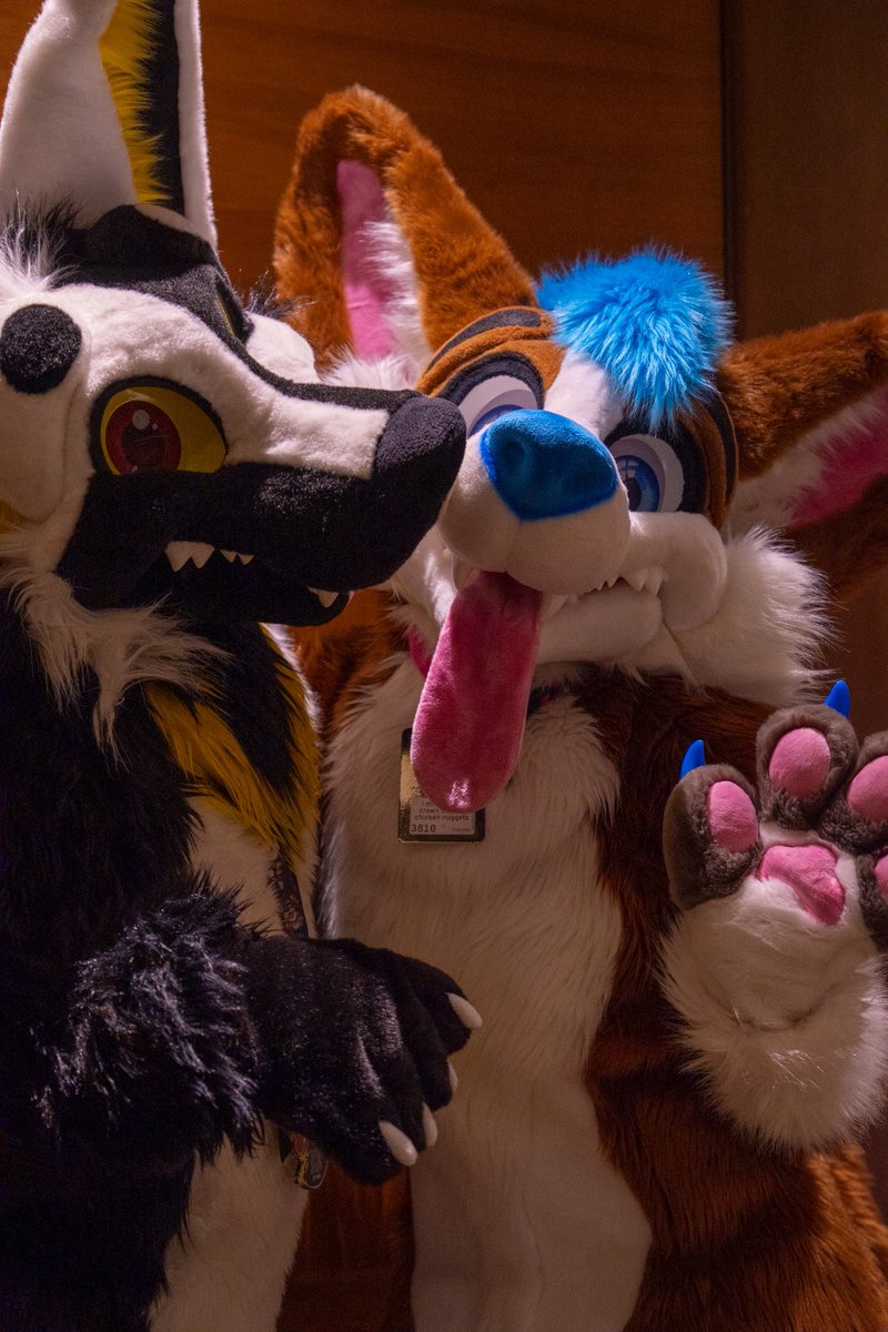 isn’t @yin_rave just the cutest?? :3

📷: <a href="/KooperShiba/">𝙆𝙊𝙊𝙋𝙀𝙍 🚀</a> 

#morefurlessmonday