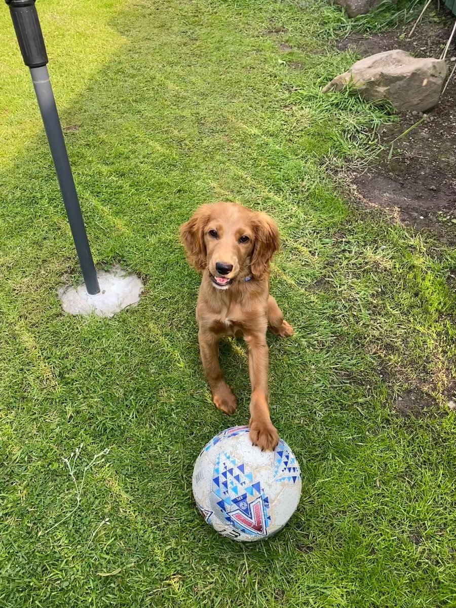 Sibel is looking for a new home. All her details are on our website here help2rehome.com 🐶