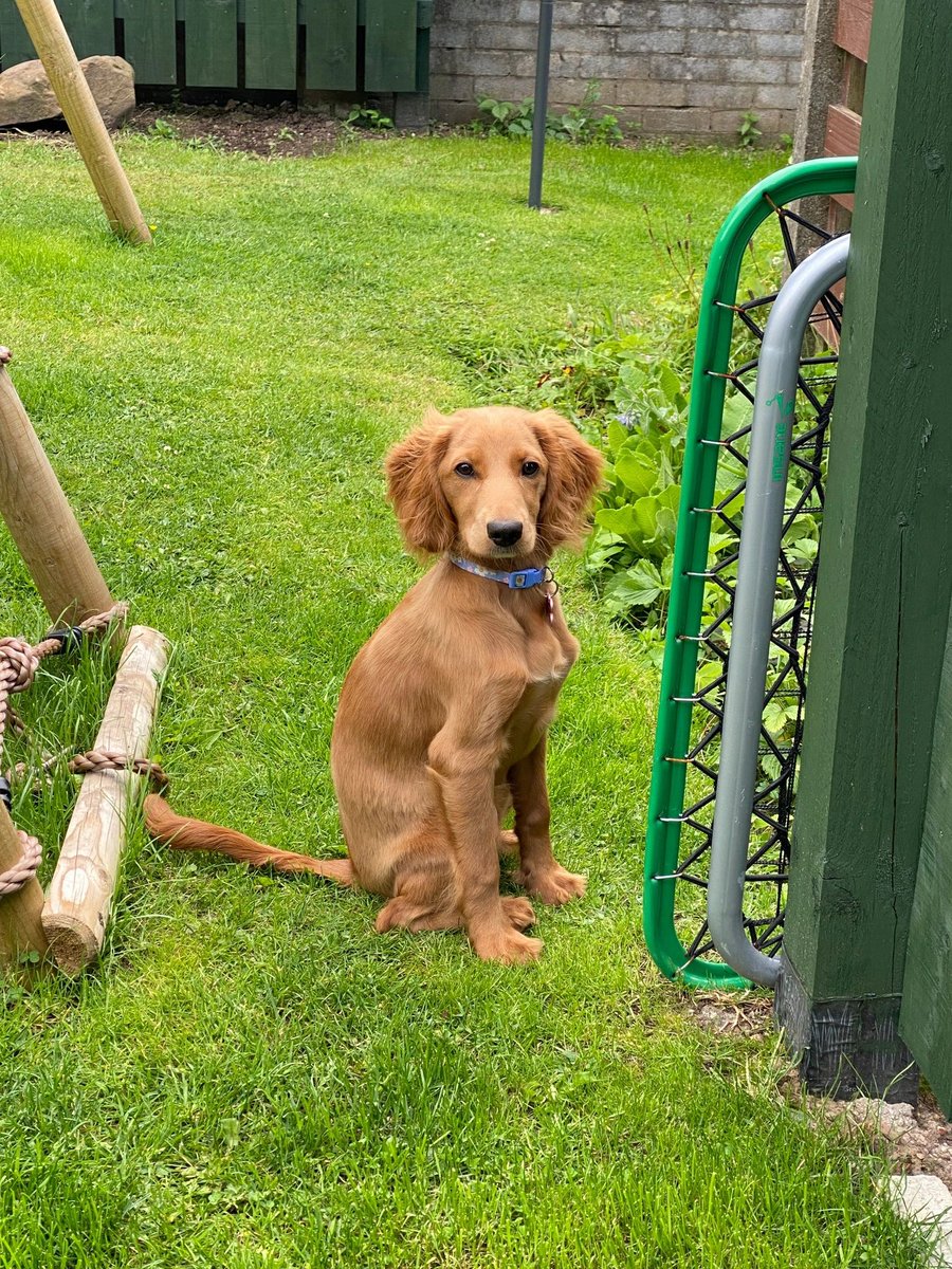 H2RScotland's tweet photo. Sibel is looking for a new home. All her details are on our website here https://t.co/z58vVVCHk8 🐶 https://t.co/1GEeTyswdn