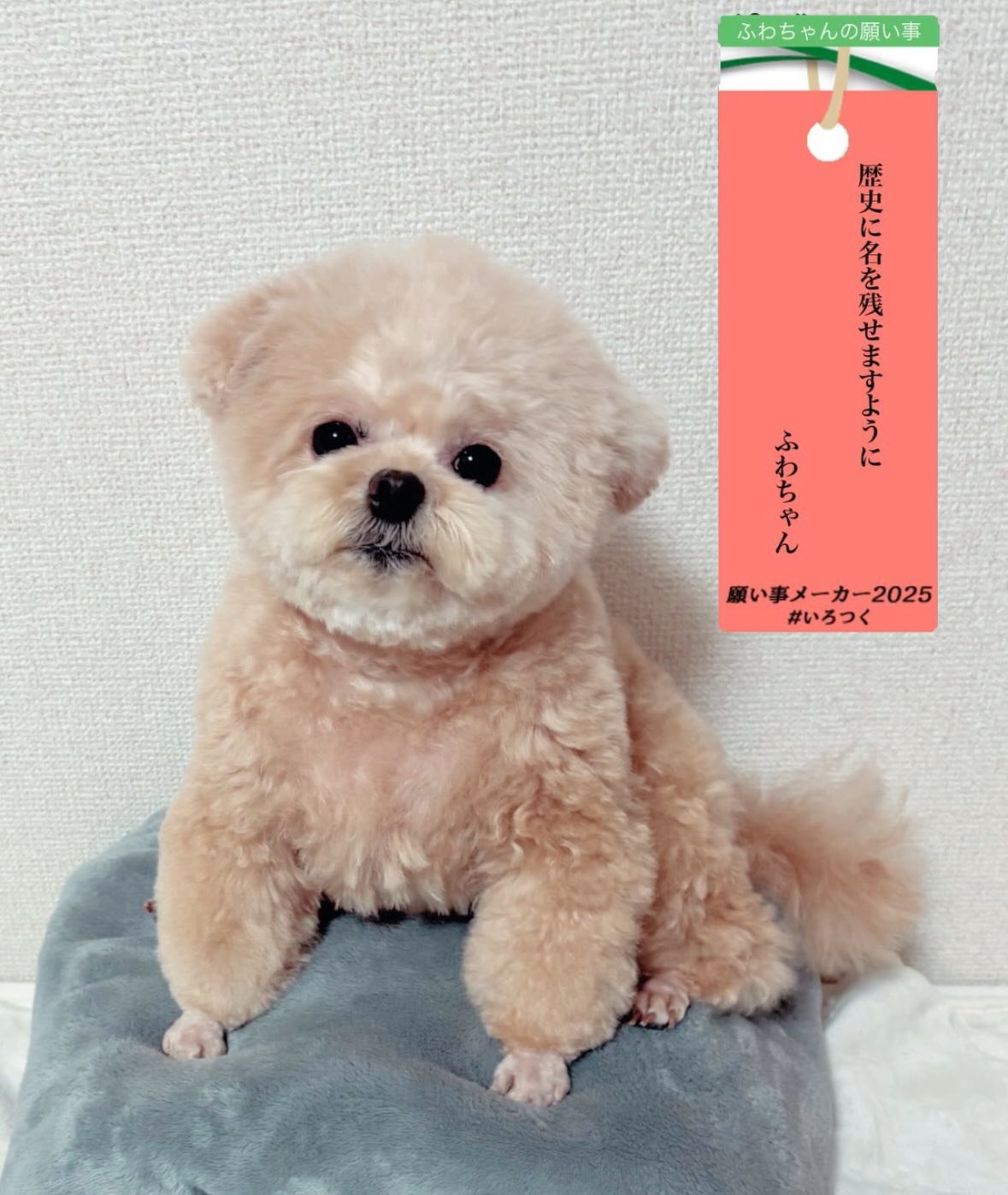 ポメプーふわちゃん on X: 