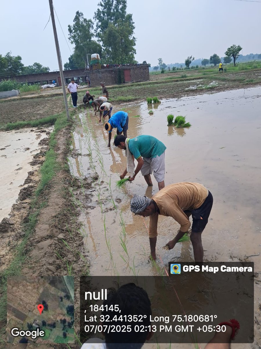 KVK Samba@OFFICIAL (@sambakvk) on Twitter photo Paddy transplanting in lines
# field of farmer Sh Roshan Lal in Indo-Pak Border Pyt: Chakdulma <a href="/AgriGoI/">Agriculture INDIA</a> <a href="/atari1icar/">ICAR-ATARI, Ludhiana</a> <a href="/ChouhanShivraj/">Shivraj Singh Chouhan</a> <a href="/DDKisanChannel/">Doordarshan Kisan - दूरदर्शन किसान</a> <a href="/diprjk/">Information & PR, J&K</a> <a href="/icarindia/">Indian Council of Agricultural Research.</a> <a href="/OfficeOfLGJandK/">Office of LG J&K</a> <a href="/PIB_India/">PIB India</a> @radionews_jammu@ akashwani <a href="/SKUASTJammu/">SKUAST- Jammu</a> Paddy transplanting in lines
# field of farmer Sh Roshan Lal in Indo-Pak Border Pyt: Chakdulma <a href="/AgriGoI/">Agriculture INDIA</a> <a href="/atari1icar/">ICAR-ATARI, Ludhiana</a> <a href="/ChouhanShivraj/">Shivraj Singh Chouhan</a> <a href="/DDKisanChannel/">Doordarshan Kisan - दूरदर्शन किसान</a> <a href="/diprjk/">Information & PR, J&K</a> <a href="/icarindia/">Indian Council of Agricultural Research.</a> <a href="/OfficeOfLGJandK/">Office of LG J&K</a> <a href="/PIB_India/">PIB India</a> @radionews_jammu@ akashwani <a href="/SKUASTJammu/">SKUAST- Jammu</a>