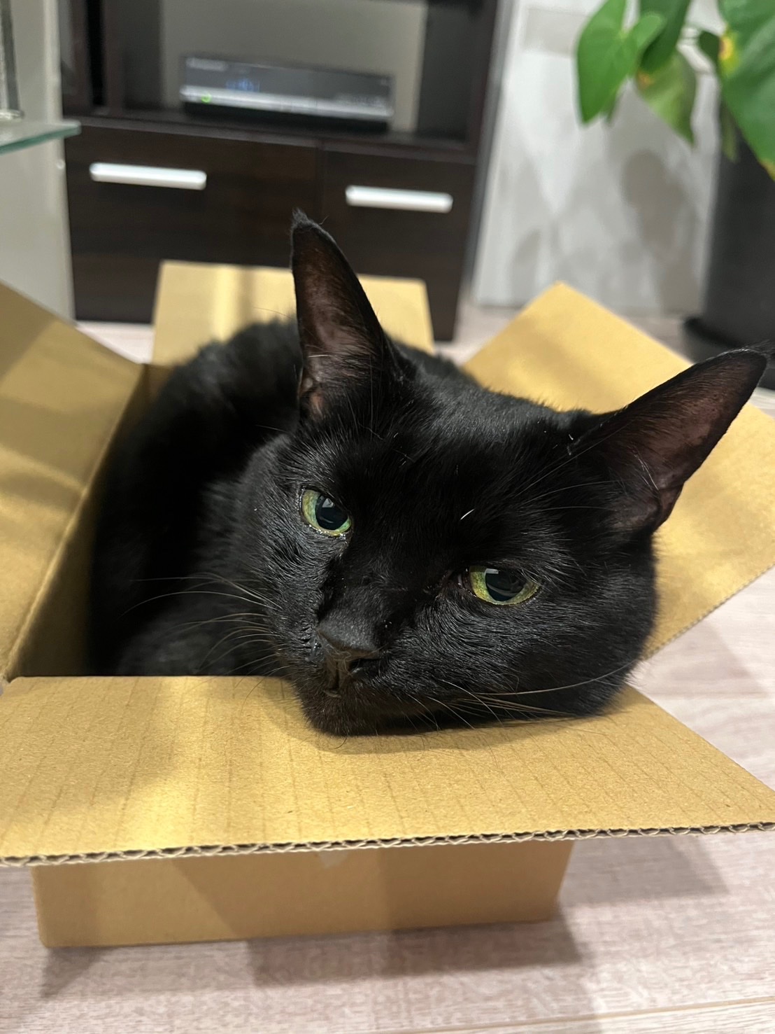 黒猫 楽天市場】ケーセン ぬいぐるみ kosen 黒猫 立ち 40cm Mauz