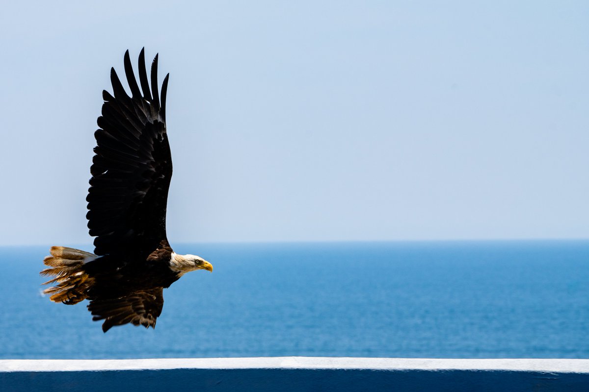 harris's tweet image. The still rare Jersey Shore Bald Eagle.
It answers to Bruuuuuuuuuce. cc/@springsteen