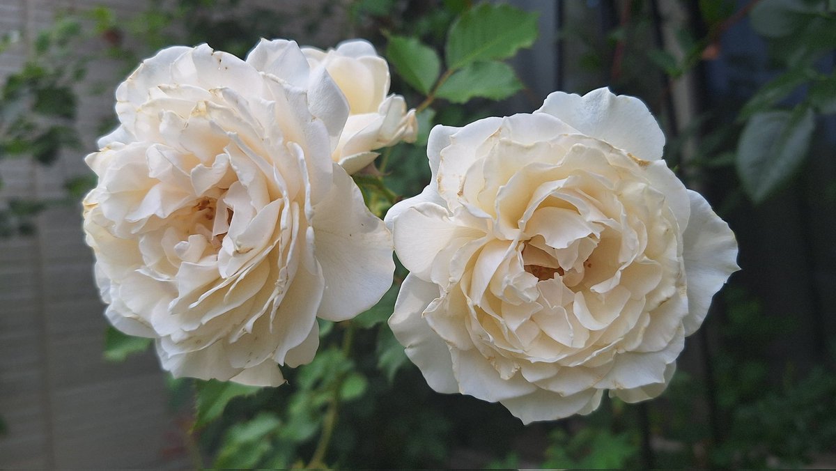 mugi_pichopa's tweet photo. 二番花がちょこちょこ咲いてくれますが、小さくて忍びないので、写真を撮ってすぐにカットします。
#シューラネージュ
#シャンテロゼミサト
#アンジェラ
毎年自生してるキンギョソウ。
暑い庭に鮮やかな黄色がまぶしいです。 https://t.co/uGodaZBJ8Y