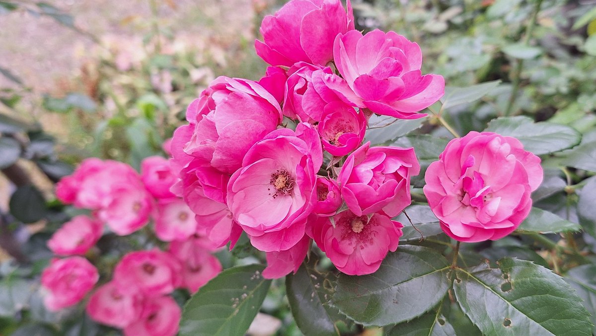 mugi_pichopa's tweet photo. 二番花がちょこちょこ咲いてくれますが、小さくて忍びないので、写真を撮ってすぐにカットします。
#シューラネージュ
#シャンテロゼミサト
#アンジェラ
毎年自生してるキンギョソウ。
暑い庭に鮮やかな黄色がまぶしいです。 https://t.co/uGodaZBJ8Y