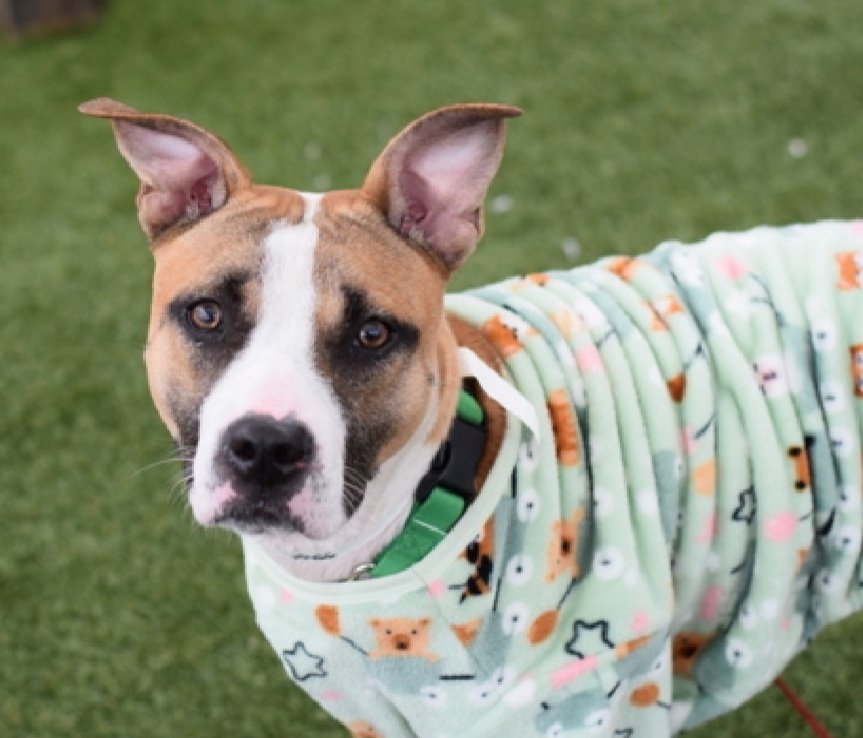 Caramel Swirl 223617
Relisted TBK 7/8
#NYCACC #AdoptMe 
An adorable girl, a 1 yr old puppy 
Running out of chances 
Highly social with staff 
Likes slow intros 
Needs all adult home 
Save Caramel Swirl!
nycacc.app/browse/223617
#Pledge4Rescue #foster #adopt