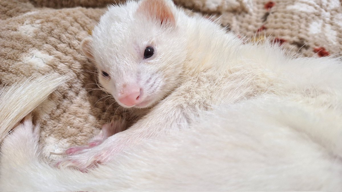 ちょっと過ぎちゃったんだけど、7/3はお迎え記念日でした🌸
毎日きゅるるん可愛いをありがとう