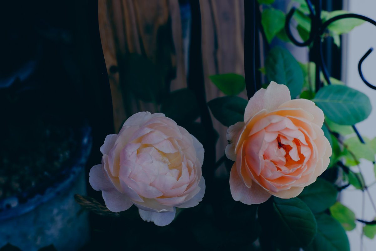 akaineko06's tweet photo. #ベランダの花 #photo #photograph #Nikon https://t.co/NqLd0b0Wwk