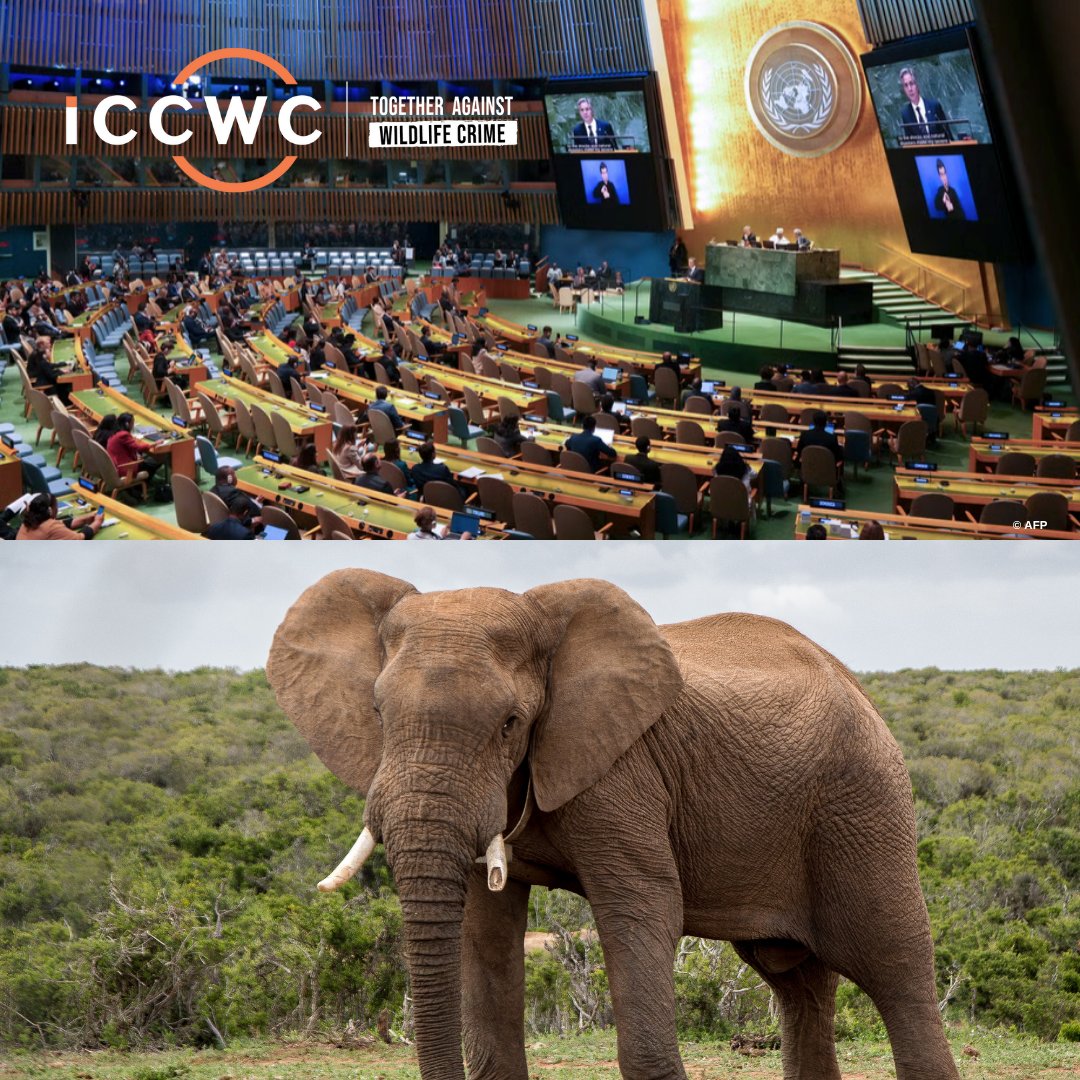 ICCWC_WFC's tweet image. Last week, the @UN General Assembly (UNGA) adopted a new resolution on “Tackling Illicit Trafficking in Wildlife”, urging stronger global action to combat wildlife trafficking. It specifically acknowledged the important role of #ICCWC in supporting Member States with technical…