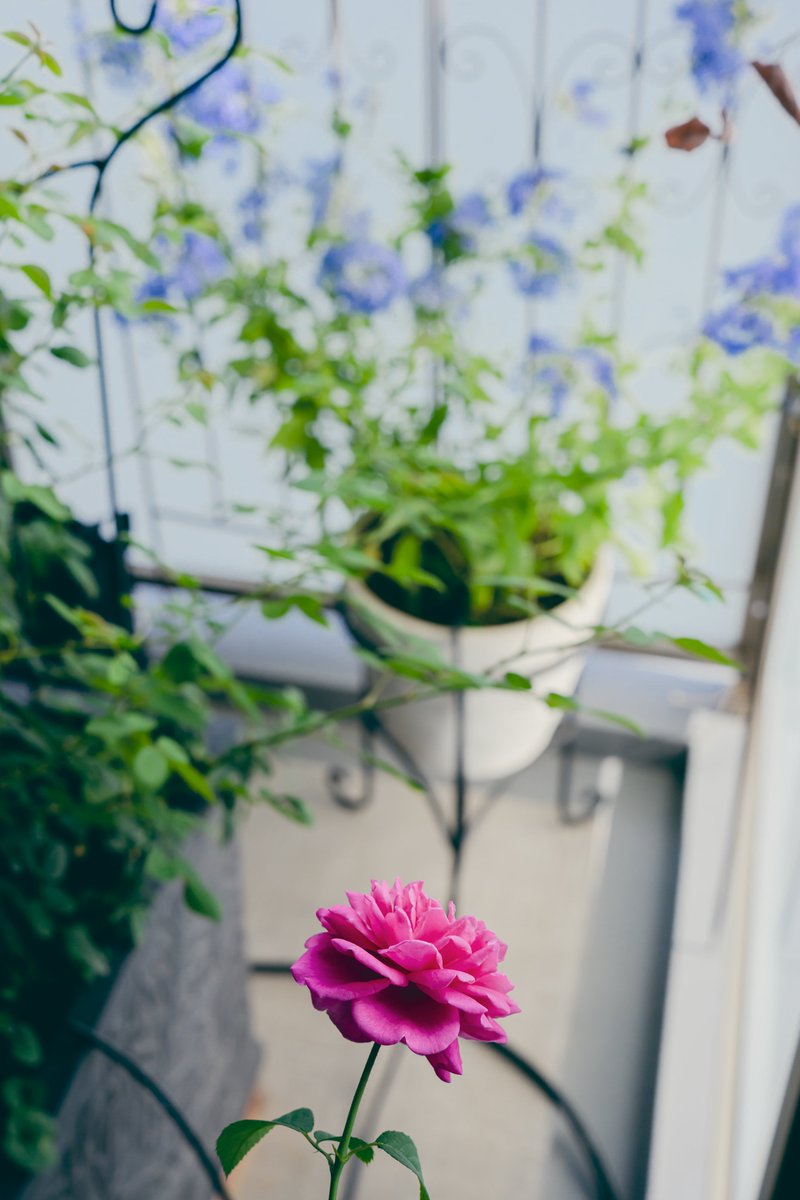 akaineko06's tweet photo. #ベランダの花 #photo #photograph #Nikon https://t.co/NqLd0b0Wwk