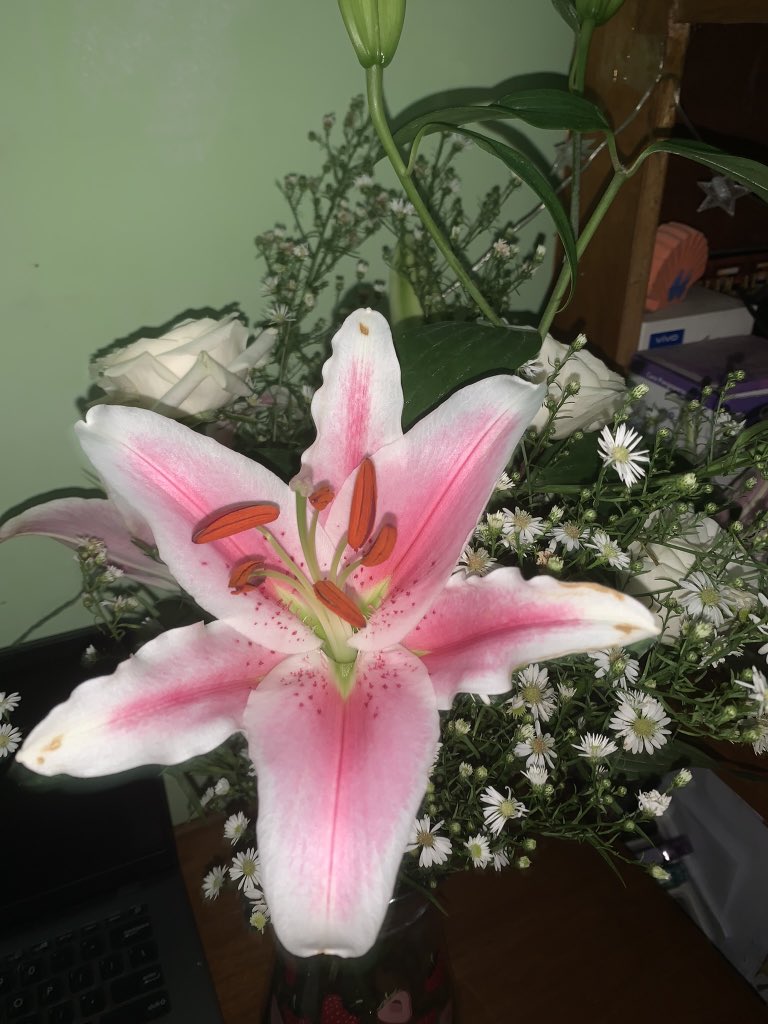 love lily sm🫜