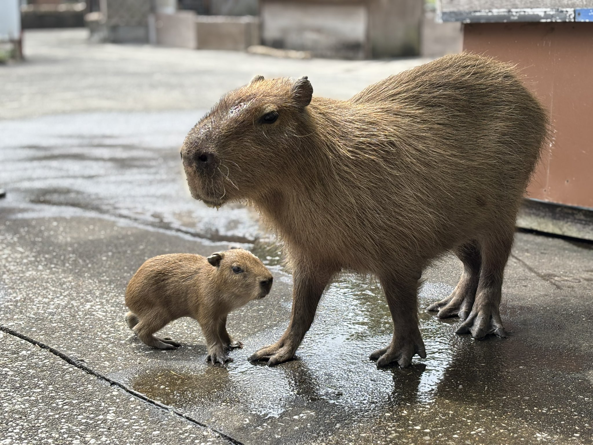 カピバラ 横浜初！三つ子の“カピバラ”の赤ちゃん「アニタッチみなとみらい