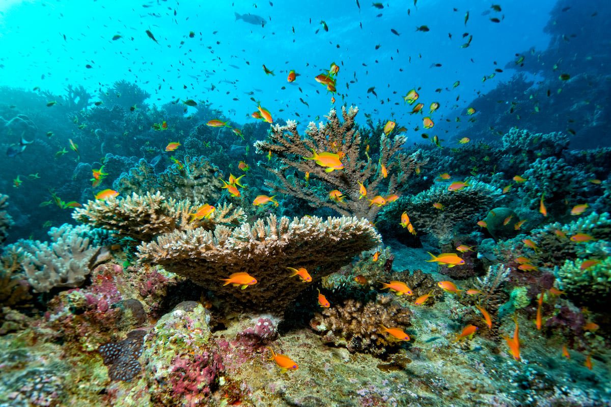 paconadal's tweet image. 🇪🇬Las costas egipcias atesoran algunos de los mejores arrecifes coralinos del mundo. Un viaje de vida a bordo en un barco 🛥️ especializado en submarinismo 🤿 es la mejor manera de explorarlo. Lo cuento aquí:
🐠🐟🦑🦐
🔗elpais.com/elviajero/2025…
