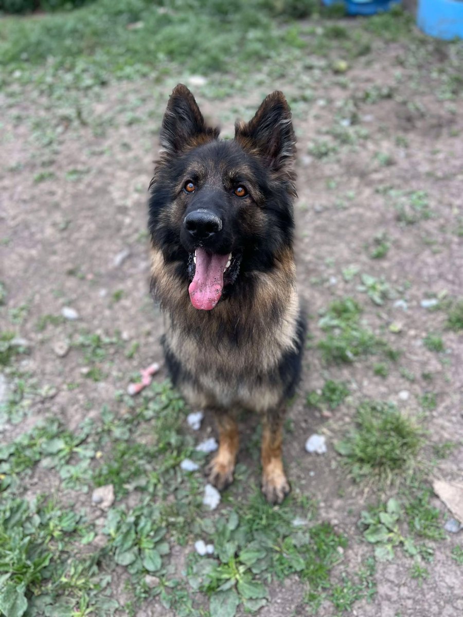 Dexter is 3yrs old and he is a confident boy who is looking for a confident child free home. Dexter could possibly live with a submissive dog as he does stand up for himself or would need to be the only pet 
#dogs #GermanShepherd #Essex 
gsrelite.co.uk/dexter-12/