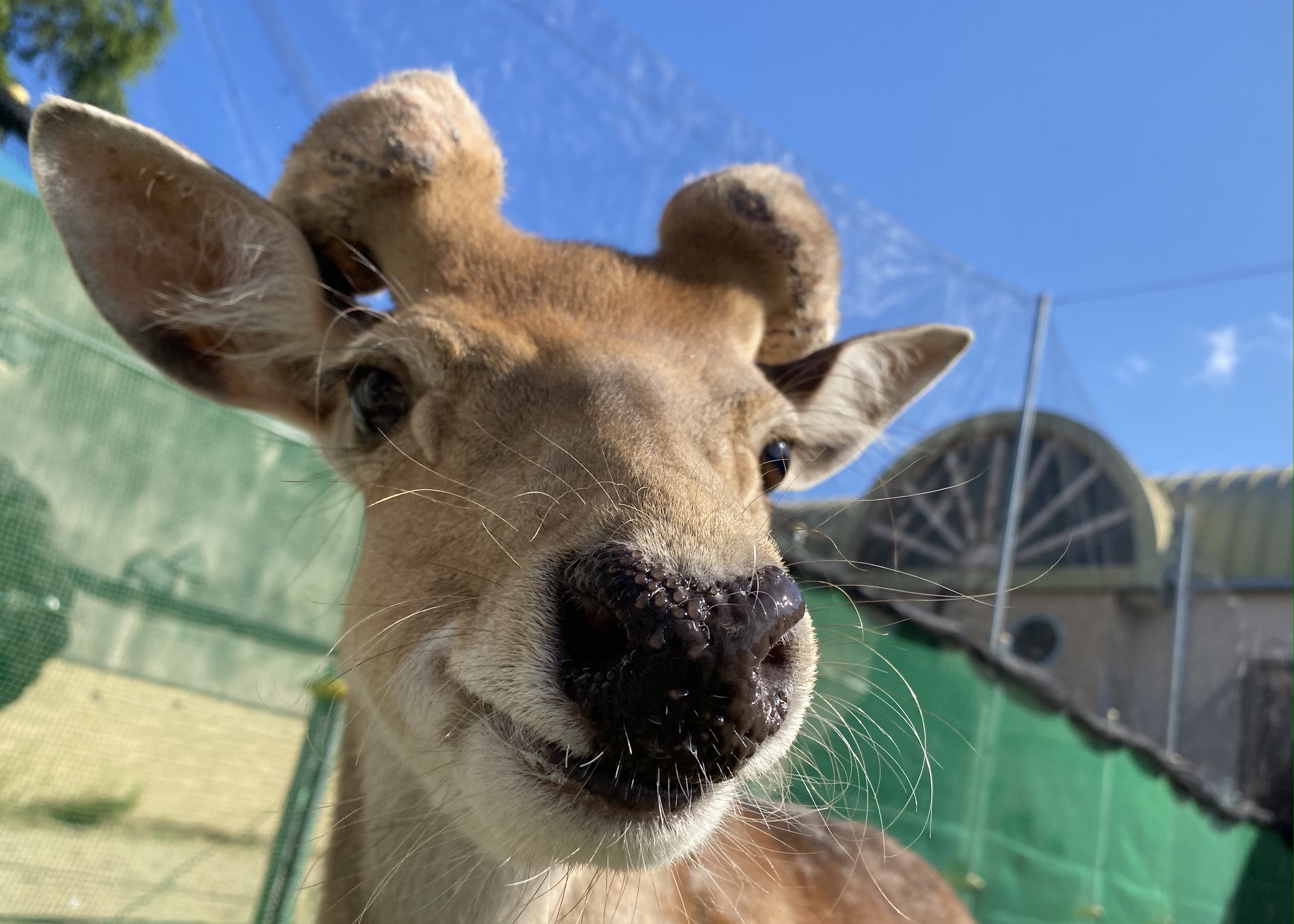 モチモチぽんた　日本鹿の夏毛 Amazon.co.jp: シナダグローバル(Shinada Global) もちシリーズ