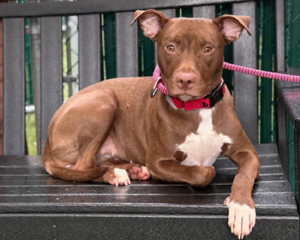 Bailey 229768
Relisted TBK 7/8
#NYCACC #RescueOnly 
She is a pretty 7 mo old puppy 🐶
Social w/handlers 
Dog &amp; stranger reactive in prev home
Needs exp all adult #UnicornFoster home
Save Bailey!
nycacc.app/browse/229768
#Pledge4Rescue #foster #adopt