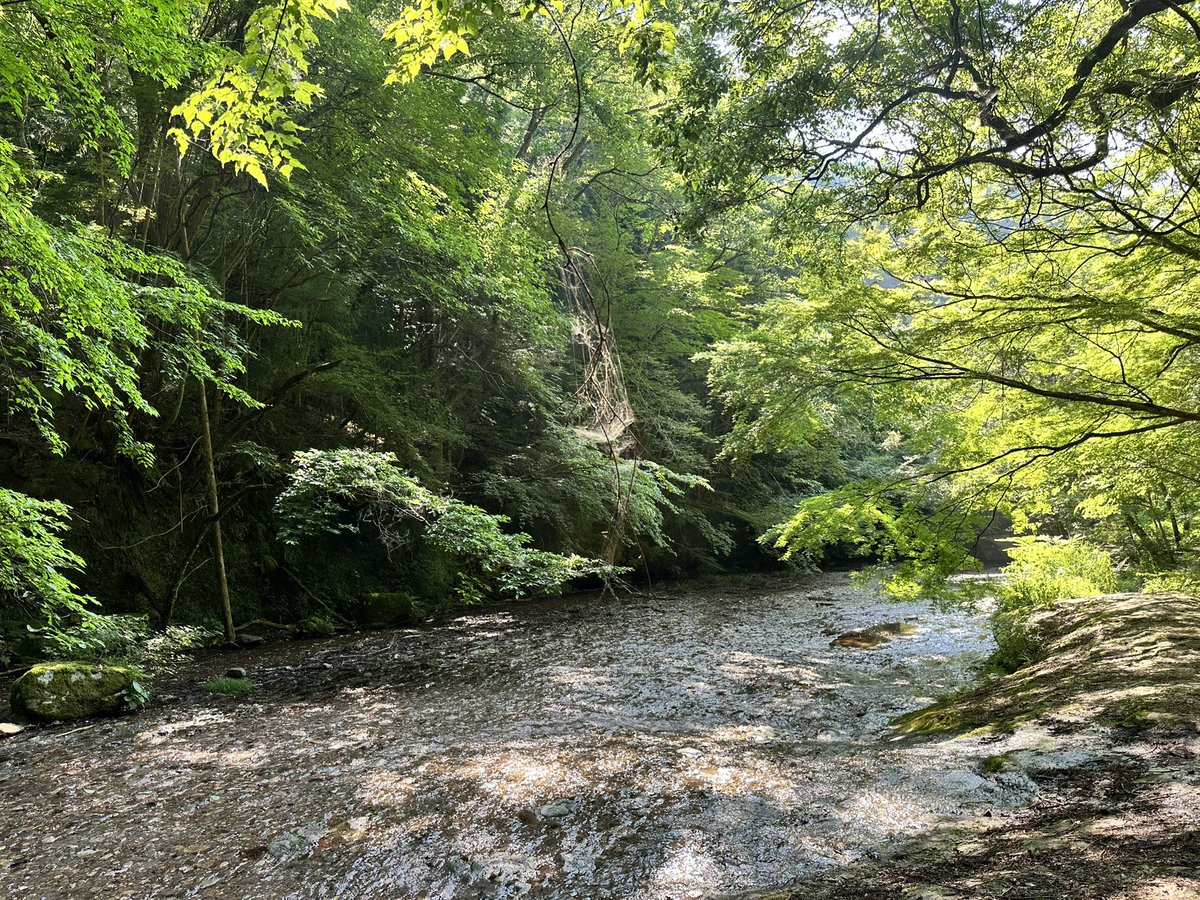 psyogen's tweet image. 今日は令和７年7月7日の七夕でしたね！
私どもの地域は、何事も旧暦でするので８月７日になります🎋
私も織姫を探しに川にいったら、ただただ癒されました🫠