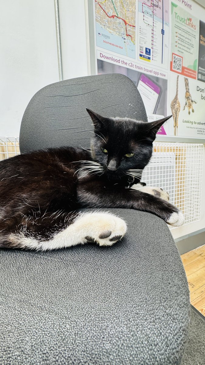 c2c_Rail's tweet photo. Southend Central has a new member of the team😸 https://t.co/6ZiKHM02Bg
