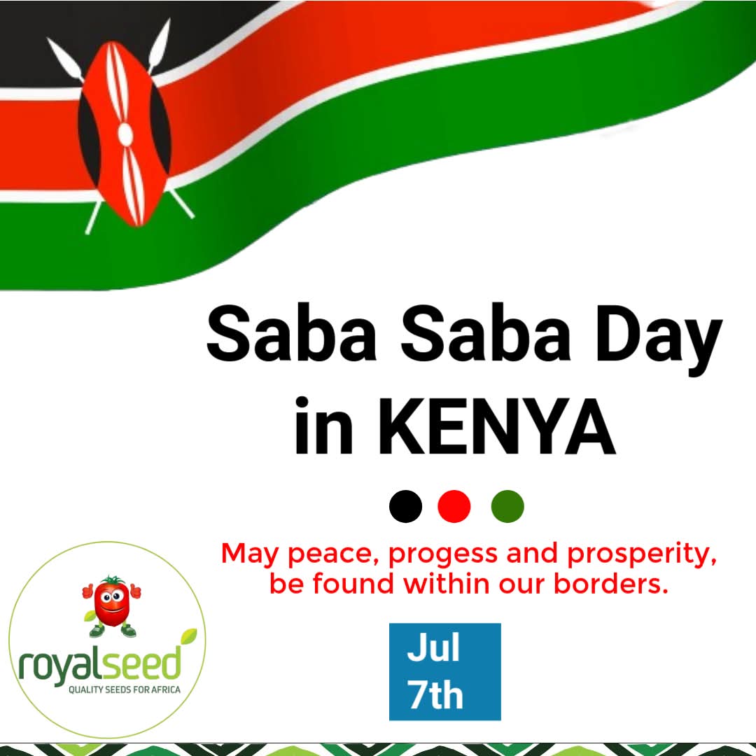 Happy Saba Saba Day, Kenya! 🇰🇪
Celebrating Kenya’s spirit of enterprise and innovation this #SabaSabaDay!
From the bustling markets to the bold ideas shaping our future, today we honor the power of trade and unity.

#Royalseed #SabaSaba2025 #MadeInKenya #SupportLocal #KenyaRising