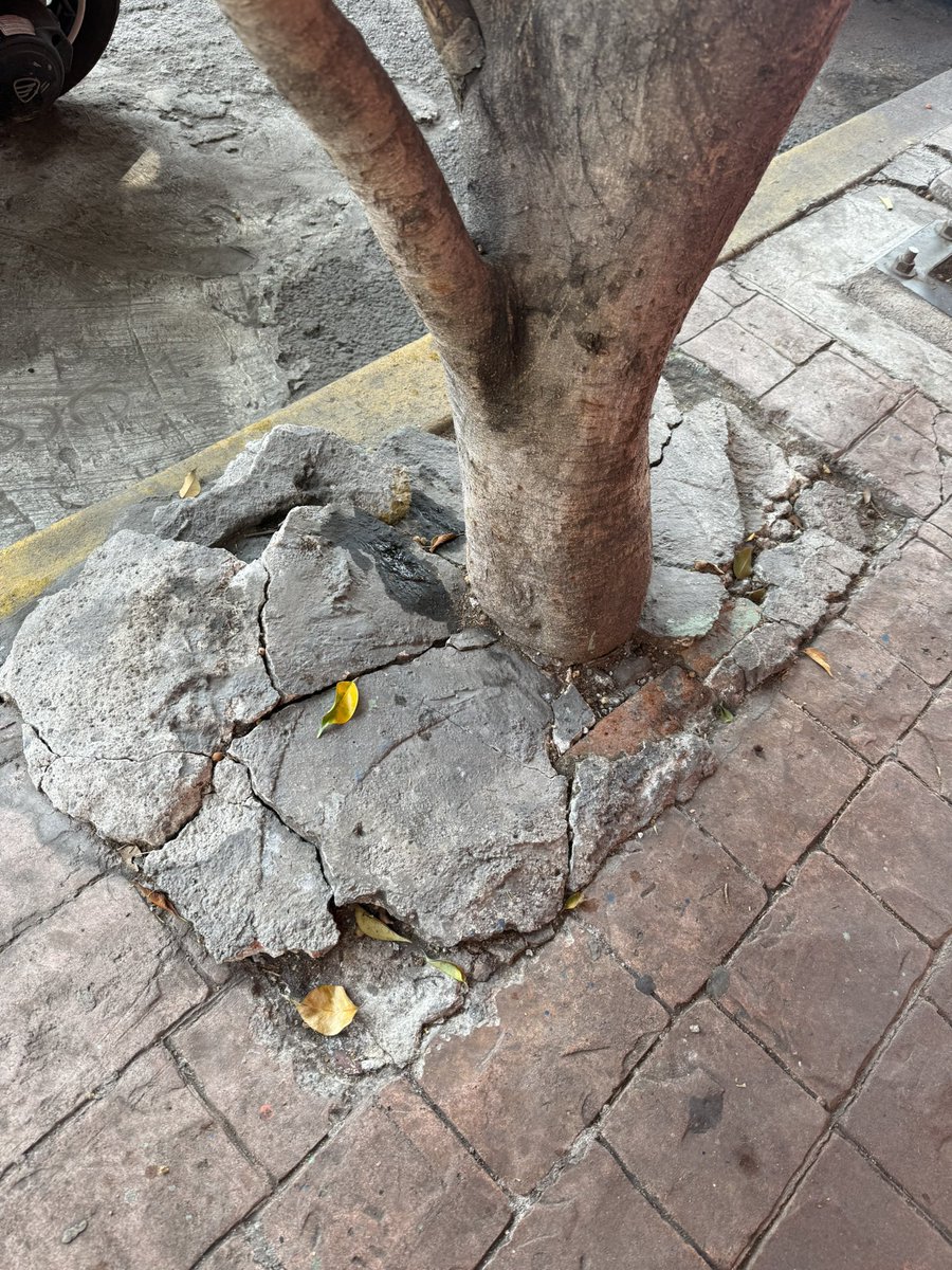 SueVillafuerte's tweet photo. @Telmex ya dos meses de reportar que uno de sus postes está por caerse y nadie soluciona, ahora ya apoyándose de un árbol y botando el cemento del suelo por el peso, el reporte se levantó también con @SSPCMexico y aún nada. ¿Esperan un accidente mayor para actuar? @ClaraBrugadaM https://t.co/gCLcp4xql8