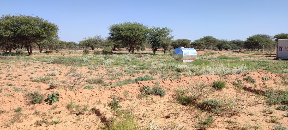 TheHALOTrust's tweet photo. To address this, HALO, with partners @PENHANetwork, launched a land rehabilitation project.

Over 600 soil ponds were built across 60 hectares to capture rainwater and support the return of vegetation on 3 demined sites.

Thank you to 🇩🇪 @GermanyDiplo for funding this vital work. https://t.co/0czv874GyN