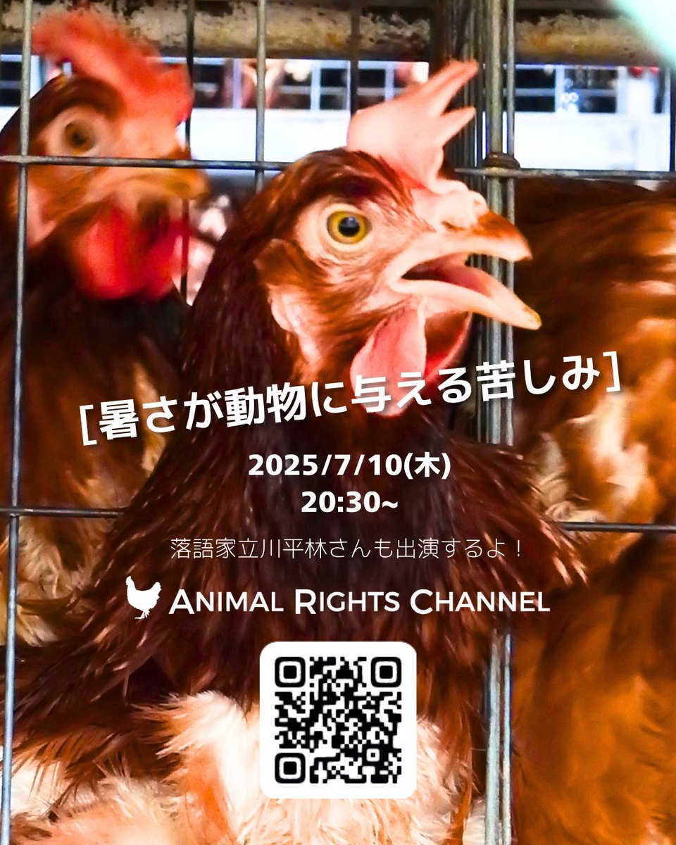 外気温が35度を超えれば、鶏舎の中は35度をゆうに超える。6月から9月の間、ハーハーと息をし、湿気で苦しみ、過密で苦しみ、疲れ果てて死んでいく。
人間とは全く違う。彼らは逃げ場もなければ選択肢もない。
そしてずっと満員電車状態のぎゅうぎゅう詰め。
