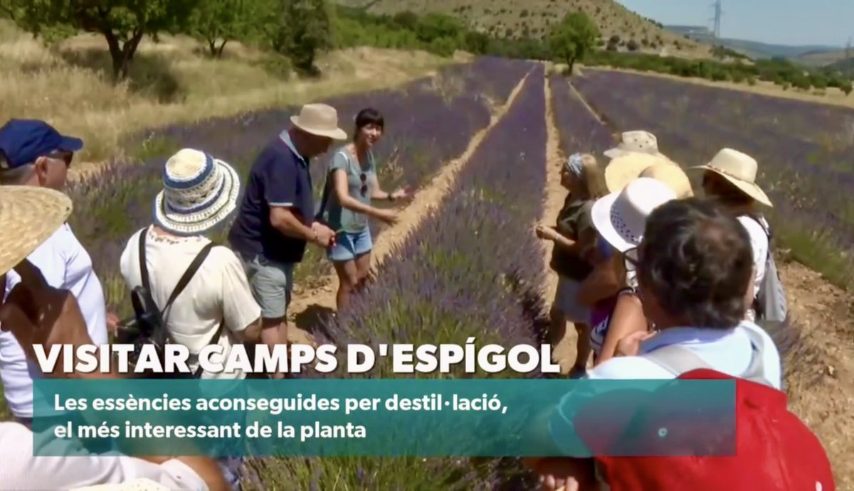 codeposa's tweet image. Este cap de setmana un equip de Comunicacions dels Ports ha visitat els camps d’espígol de Cinctorres per a fer aquest reportatge d’À Punt NTC
🎥🎤
#ElsPorts #Castelló #ComunitatValenciana 
▸ apuntmedia.es/informatius/a-…