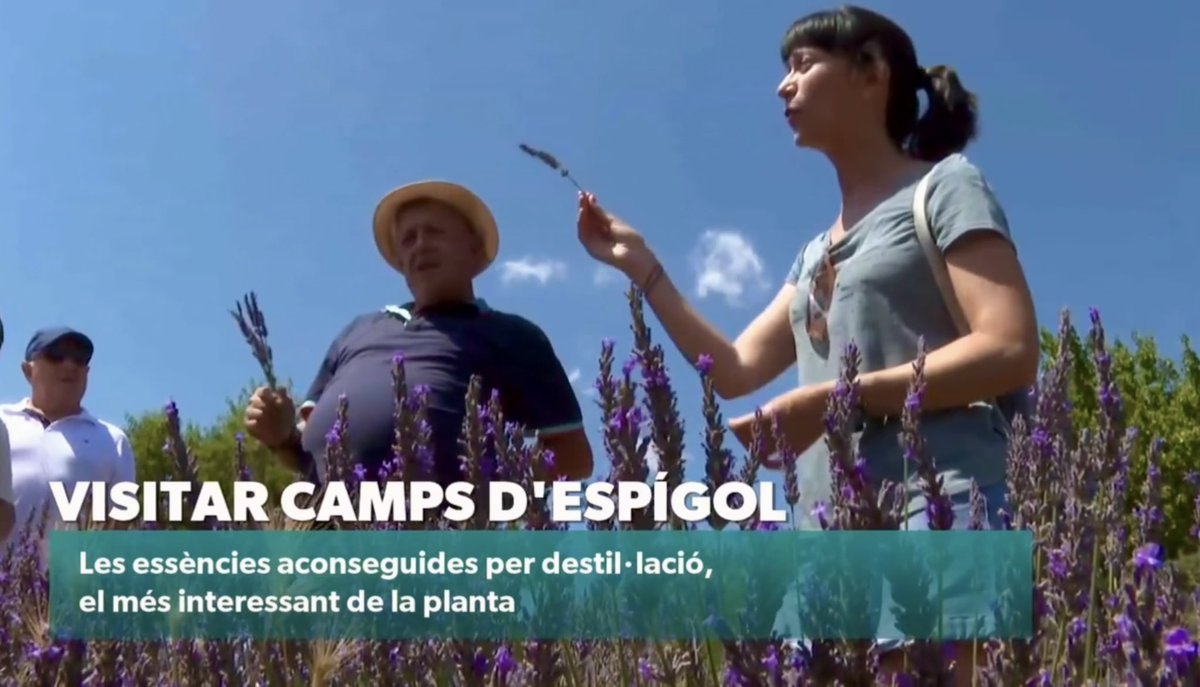 codeposa's tweet image. Este cap de setmana un equip de Comunicacions dels Ports ha visitat els camps d’espígol de Cinctorres per a fer aquest reportatge d’À Punt NTC
🎥🎤
#ElsPorts #Castelló #ComunitatValenciana 
▸ apuntmedia.es/informatius/a-…