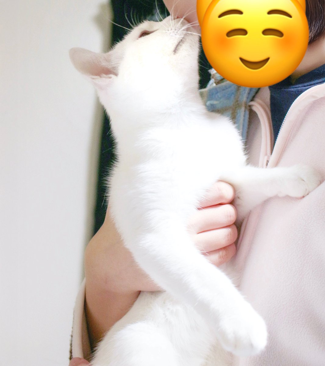 ←おじさんと猫（真顔）            →ヤングガールとﾈｺﾁｬﾝ