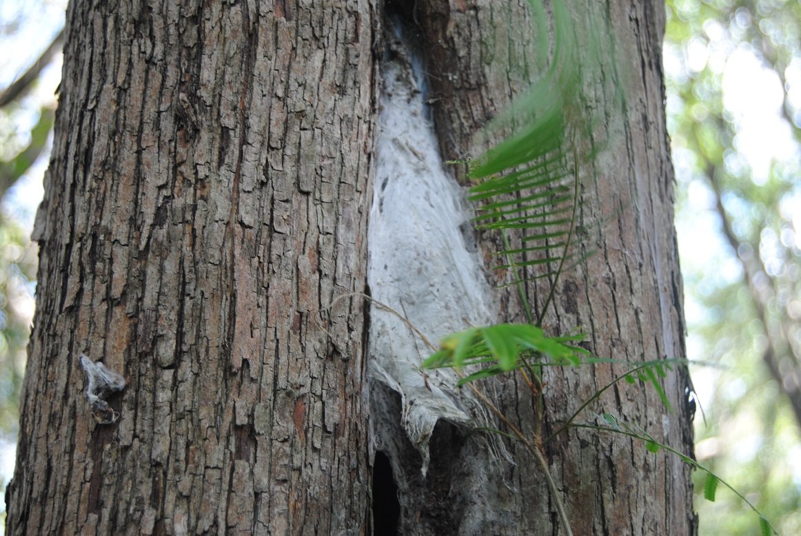 La TARÁNTULA enana Guayanesa [1,2] la conocemos desde hace unos 15 años anidando en el Indio desnudo (Bursera simaruba) [3]
Hemos visto nidos en otros árboles con una estrategia diferente [CONJETURA] para RESGUARDARSE [4] de las lluvias que diezmaron sus nidos durante La Niña-34
