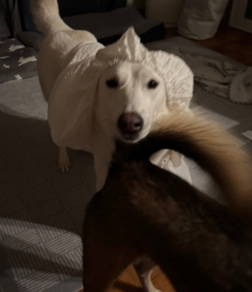 강아디들이랑살면 좋은점