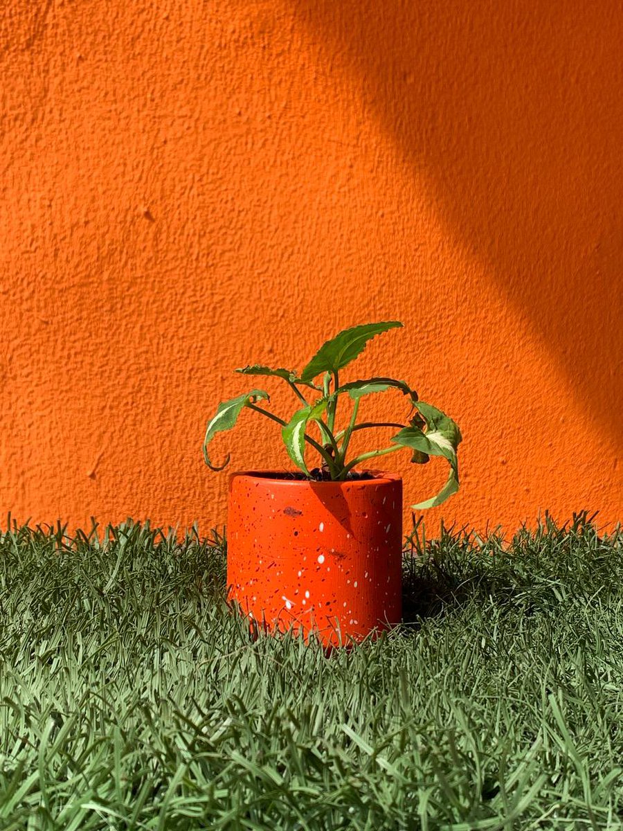 ekondolife's tweet photo. Want to give a gift that keeps growing?
Buy a plant.🪴
Not just because it’s pretty but because it says something words can’t.

At Ekondo, we don’t just sell plants, we help you gift something that grows, and stays🌿

Gift a friend today! 🤭

As always,
We’re rooting for you💚🪴 https://t.co/4t6N4oBASw