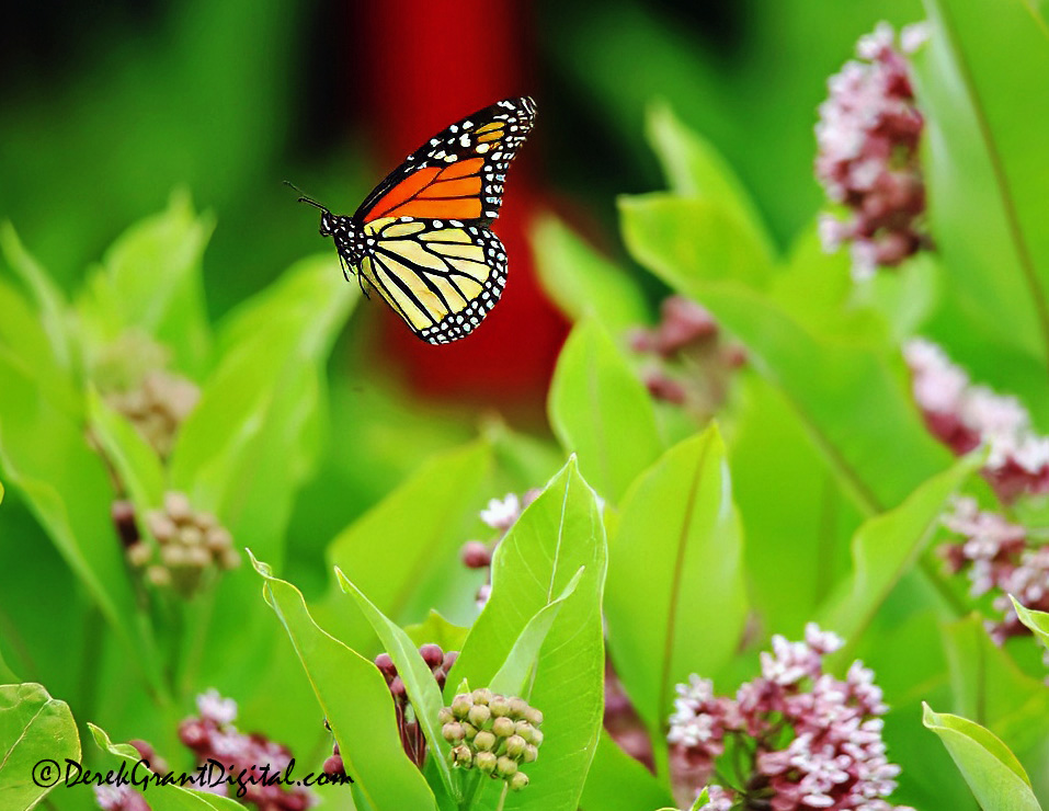 Over Milk Weed -  A Monarch Butterfly takes to flight @ Kingsbrae Garden in St. Andrews, NB #ThePhotoHout #StormHour #ShareYourWeather #WildlifePhotography #Butterflies #Nature #ExploreNB