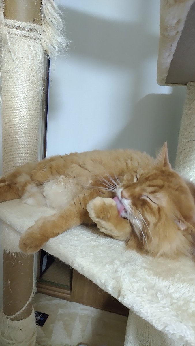 7.7.7
エアコンのお部屋でまったりが1番😊
#本日娘婚姻届け出した日
#おめでとう🎉