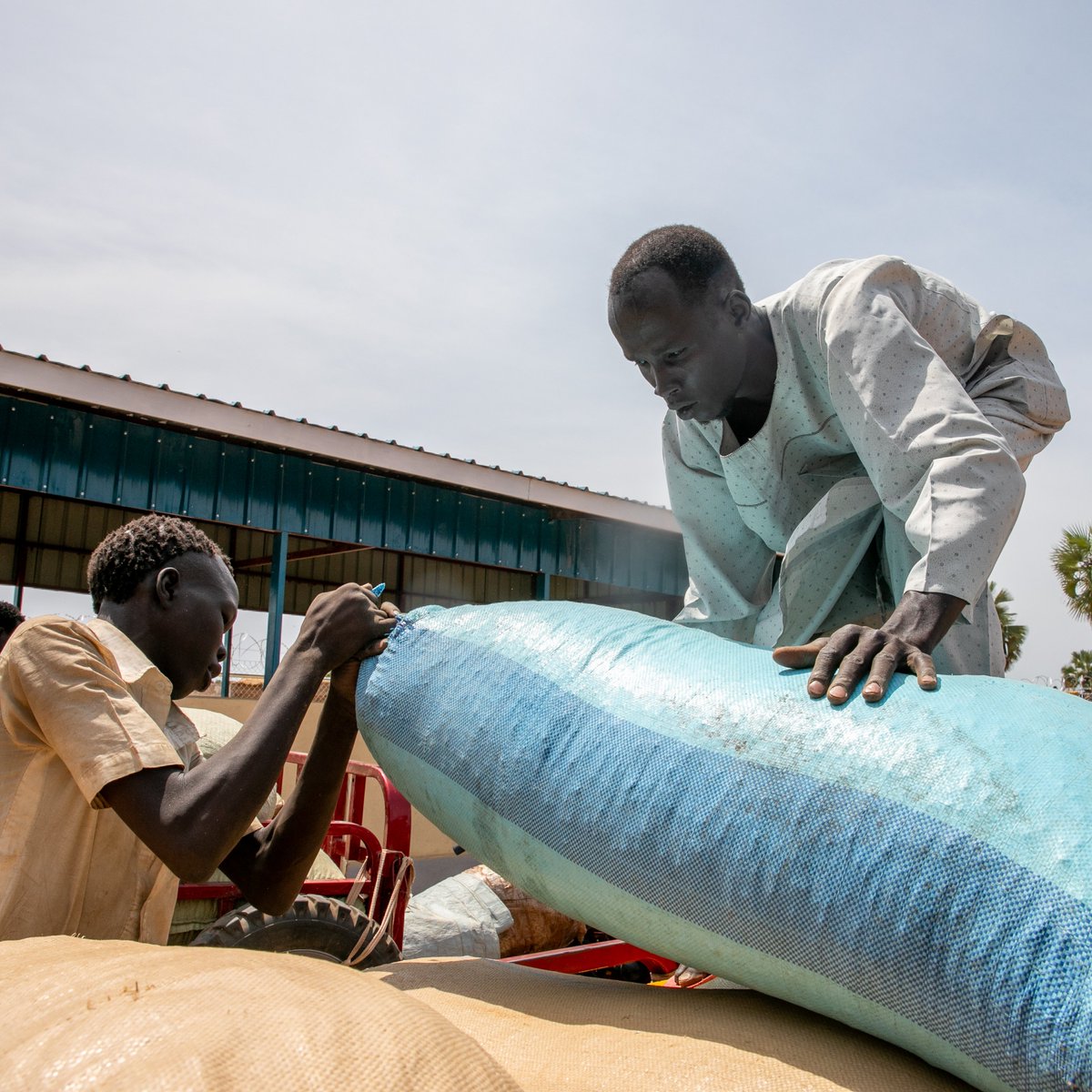 WFP_SouthSudan's tweet image. Through the Smallholder Agricultural Market Support programme, @WFP links smallholder farmers to markets across #SouthSudan
The program helps farmers, especially women & youth, diversify crops, reduce losses & boost incomes.