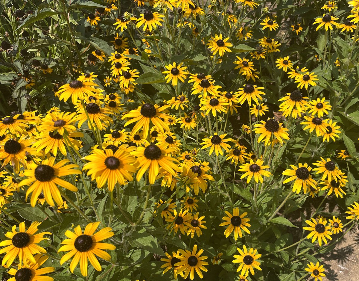 Just like the fireworks last week, summer flowers around the National Mall are bursting with color! Bright yellow black-eyed susans and purple coneflowers are native to this area, vital pollinator plants, and can be admired throughout the park. #WashingtonDC #flowers