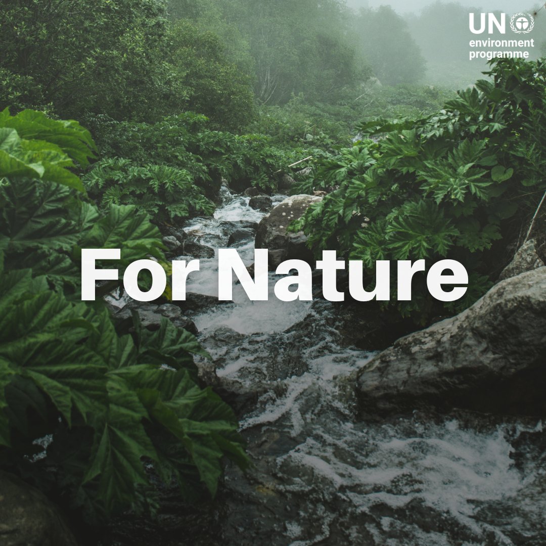 Nature is in crisis, and we all have a part to play in protecting our ecosystems. Every day, every action #ForNature counts.

Get inspired by real-world solutions and act now: unep.org/news-and-stori…