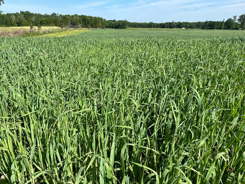 GrainFarmers's tweet image. As we enter July, while out in the field, be on the lookout for insects and disease, and take preventative measures to avoid yield impacts. Now is also the time to consider cover crop options for after the cereal crop harvest.
Read more: buff.ly/tYVKevS