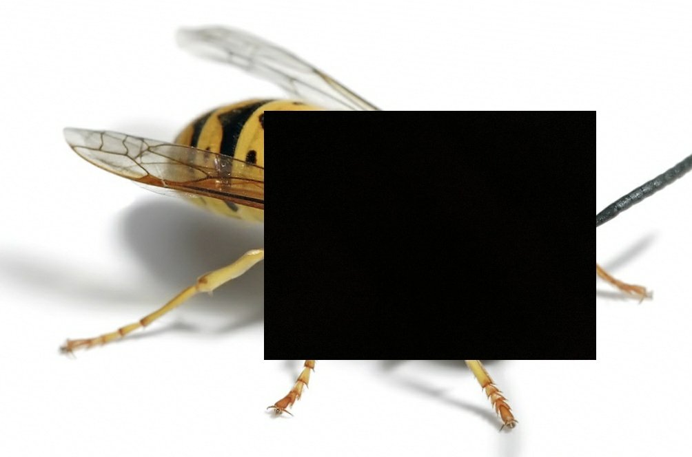 320,000,000 Yellow Jacket Wasps tweet media