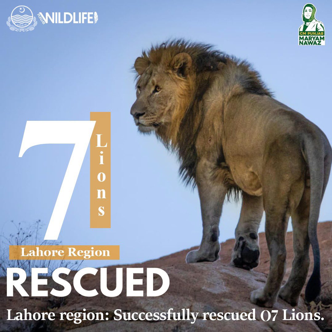 Punjabwildlife_'s tweet photo. On the directions of Chief minister Punjab, strict crackdown & combing operations are continued across Punjab! If you witness anyone keeping big cats illegally please call at 1107 immediately!
.
.
#combingoperations #operations #Bigcats #Govt #1107 #Punjab #govt https://t.co/CsrP7VTiwi